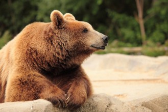 Immagine di Wild brown bear