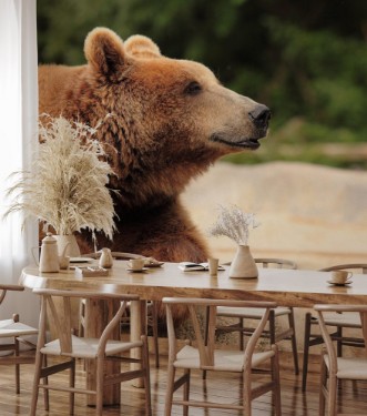 Picture of Wild brown bear