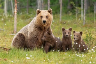 Image de Ursine Family