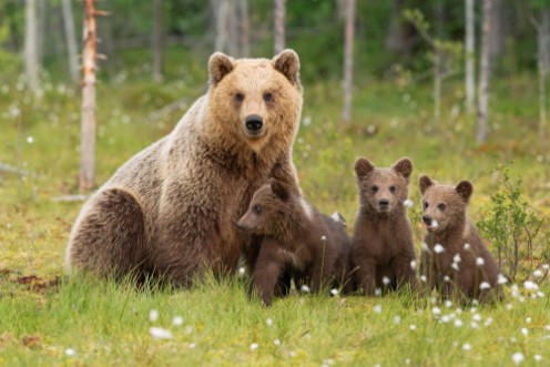 Picture of Ursine Family