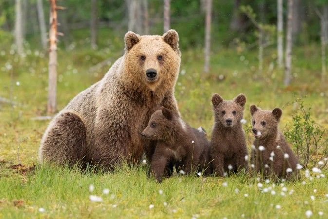 Picture of Ursine Family