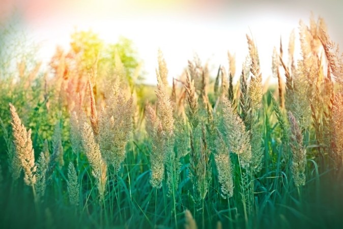 Beautiful high grass photowallpaper Scandiwall