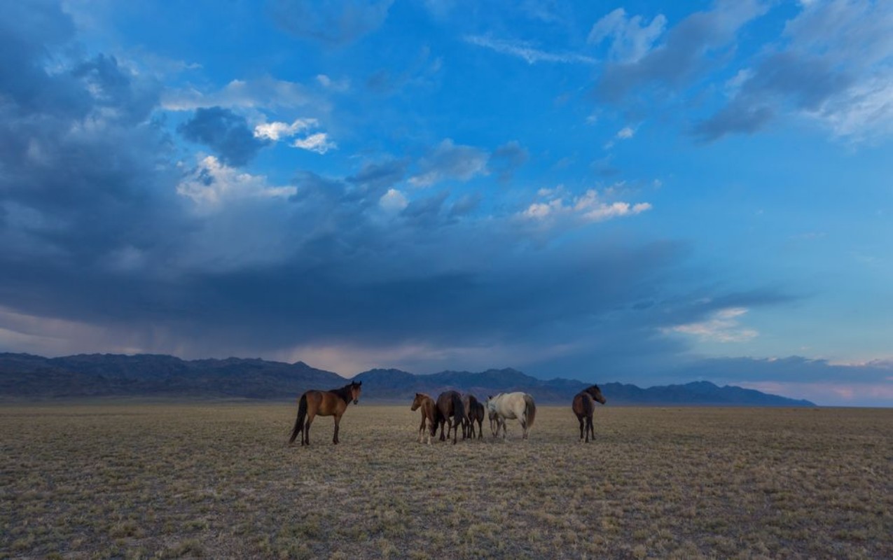 Afbeeldingen van Horses in the steppe