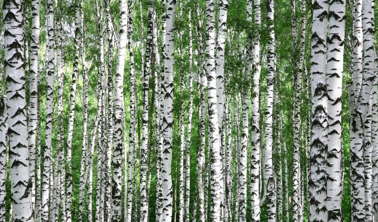 Εικόνα της Trunks of summer birch trees