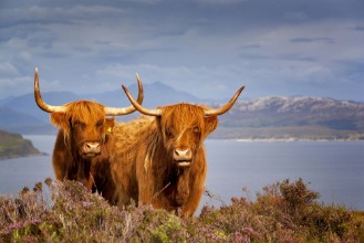 Obrazek Scottish Cow IV