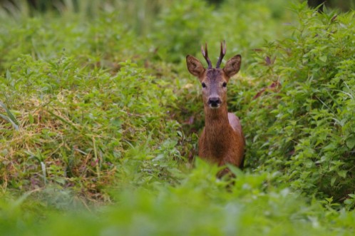 Image de Chevreuil brocard