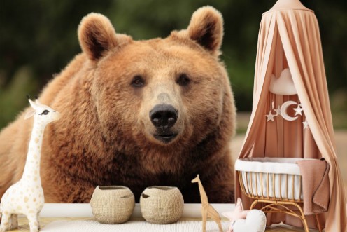 Image de Wild brown bear