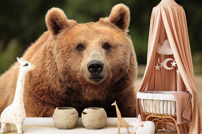 Afbeeldingen van Wild brown bear