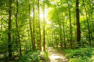 Afbeeldingen van Einladung zum Trumen Wald mit Morgensonne 