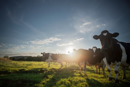 Afbeeldingen van Your Not From Around Here