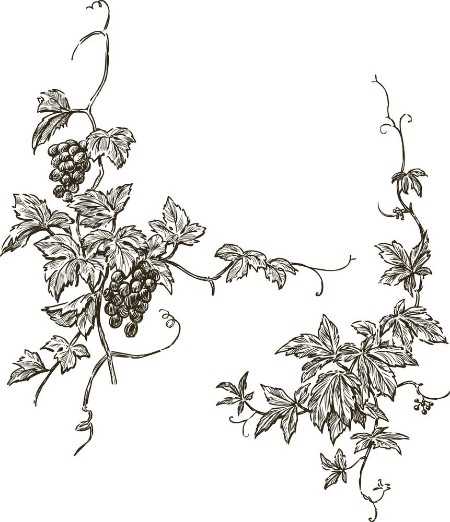 Grapevine photowallpaper Scandiwall