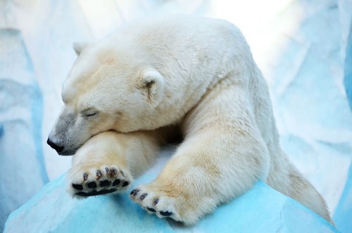Picture of Polar Bear Nap