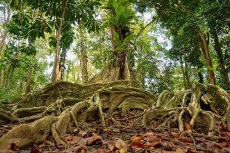 Picture of Tropical tree in the jungle of Costa Rica