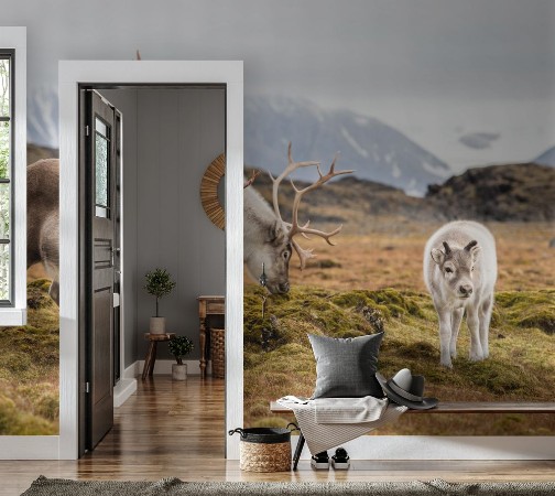 Bild på WIld reindeer family