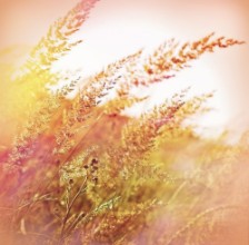 Slika Beautiful high grass - closeup