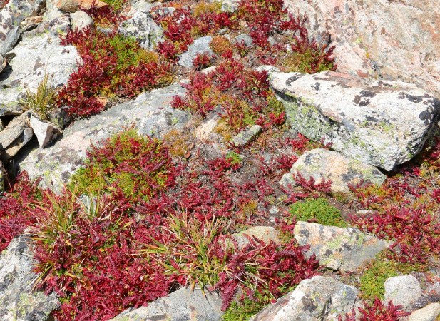 Imagem de Alpine Tundra Groundcover in Autumn colors Rocky Mountains USA