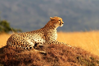 Picture of Cheetah on the Masai Mara in Africa
