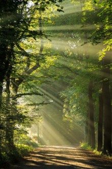 Bild von Sun rays shining through the trees in a forrest