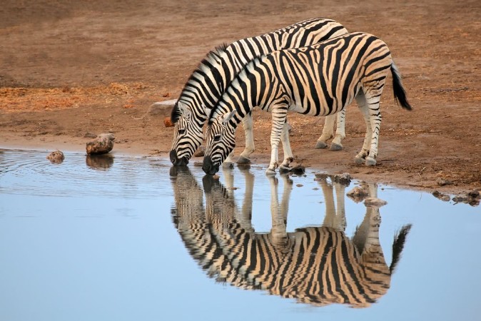 Picture of Plains Zebras drinking water Etosha National Park