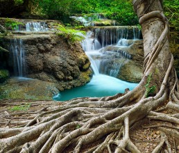 Picture of Banyan tree and limestone waterfalls in purity deep forest use n