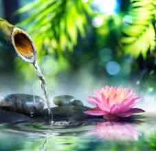 Picture of Zen garden with black stones and pink waterlily