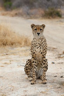 Slika African Cheetah