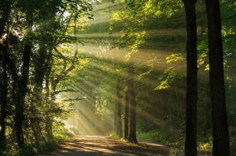 Bild von Sun rays shining through the trees in the forrest