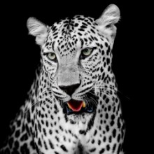 Kép Leopard portrait