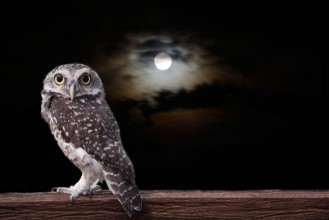 Attēls Owl and full moon
