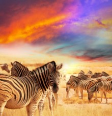 Picture of Zebra