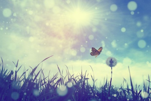 Picture of Butterfly and dandelion