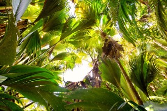 Image de Overgrown Rainforest