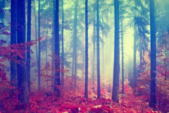Bild von Magic color vintage forest