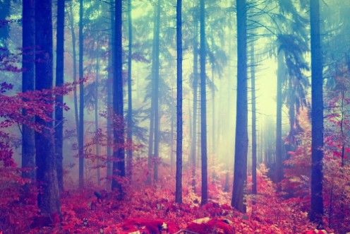 Picture of Magic color vintage forest