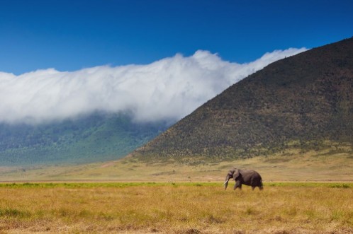 Picture of Large male elephant walking in the savannah