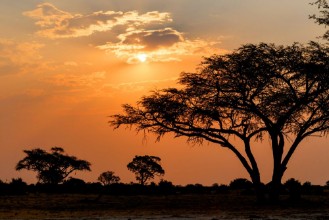 Pilt African sunset with tree in front