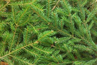 Imagen de Fir tree background