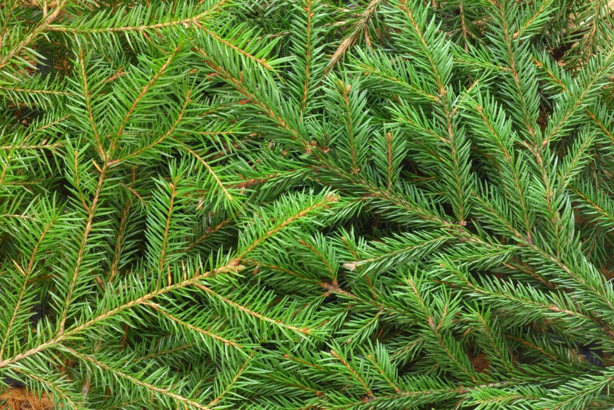 Image de Fir tree background