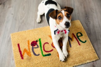 Bild von Cute dog posing on the carpet
