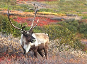 Image de Male Caribou on Fall Tundra Alaska Range