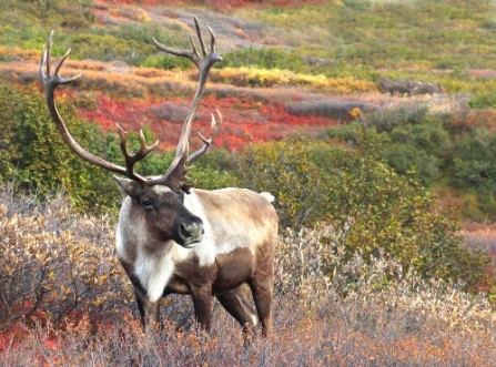 Picture of Male Caribou on Fall Tundra Alaska Range