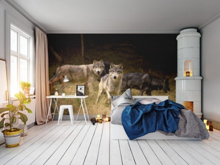 Bild på Curious Wolves in field