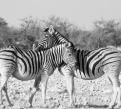 Bild von Zebras