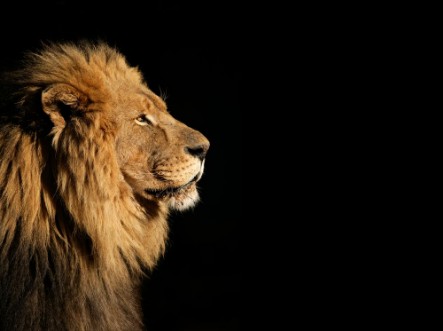Picture of Portrait of a big male African lion on black