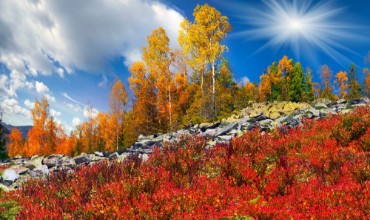 Afbeeldingen van Birch trees on the rocks