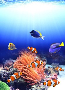 Ritratt ta’ Sea anemone and clown fish