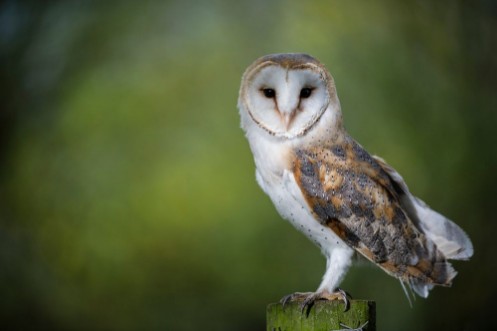 Picture of Woodland Barn Owl 2