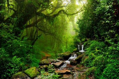 Selva de Nepal photowallpaper Scandiwall