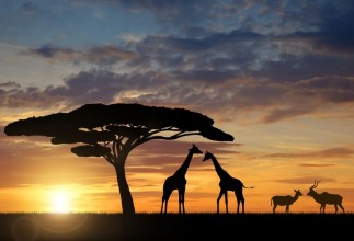 Снимка на Giraffes with Kudu at sunset