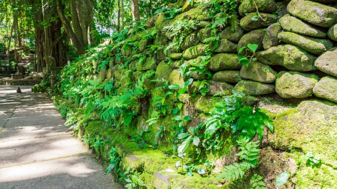 Picture of Pavement with stone wall in monkey forest ubud